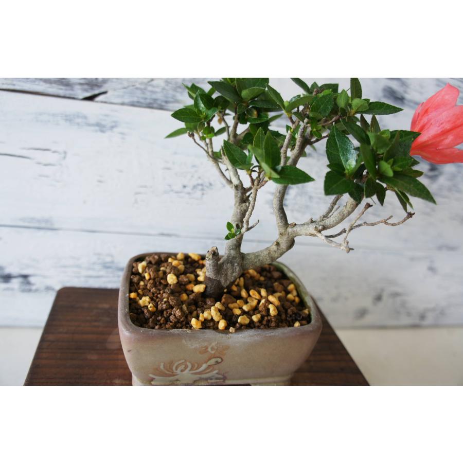 盆栽 『角葉珍山 サツキ（鹿山）』 花 和風 インテリア 園芸