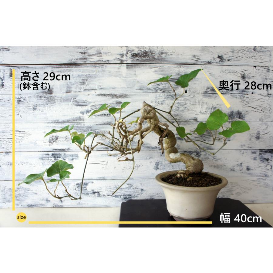 盆栽 『馬の鈴草』 ウマノスズクサ 和風 インテリア  園芸 ガーデニング オブジェ 観葉植物 b269_1