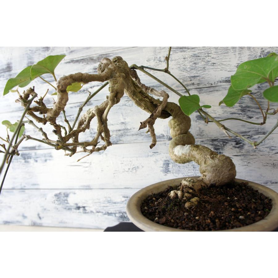 盆栽 『馬の鈴草』 ウマノスズクサ 和風 インテリア  園芸 ガーデニング オブジェ 観葉植物 b269_2