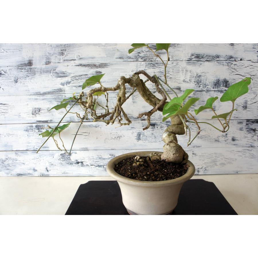 盆栽 『馬の鈴草』 ウマノスズクサ 和風 インテリア  園芸 ガーデニング オブジェ 観葉植物 b269_5