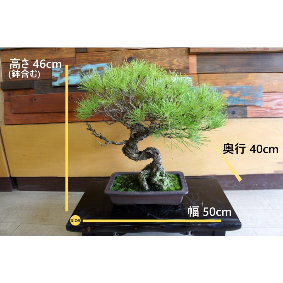 盆栽 『赤松』 和風 インテリア 観葉植物 園芸 オブジェ 送料無料 b302 盆栽 『赤松』 和風 インテリア 松 園芸 ガーデニング オブジェ 観葉