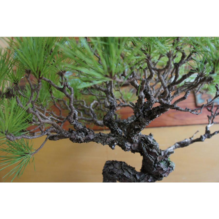 盆栽 『赤松』 和風 インテリア 観葉植物 園芸 オブジェ 送料無料 b294
