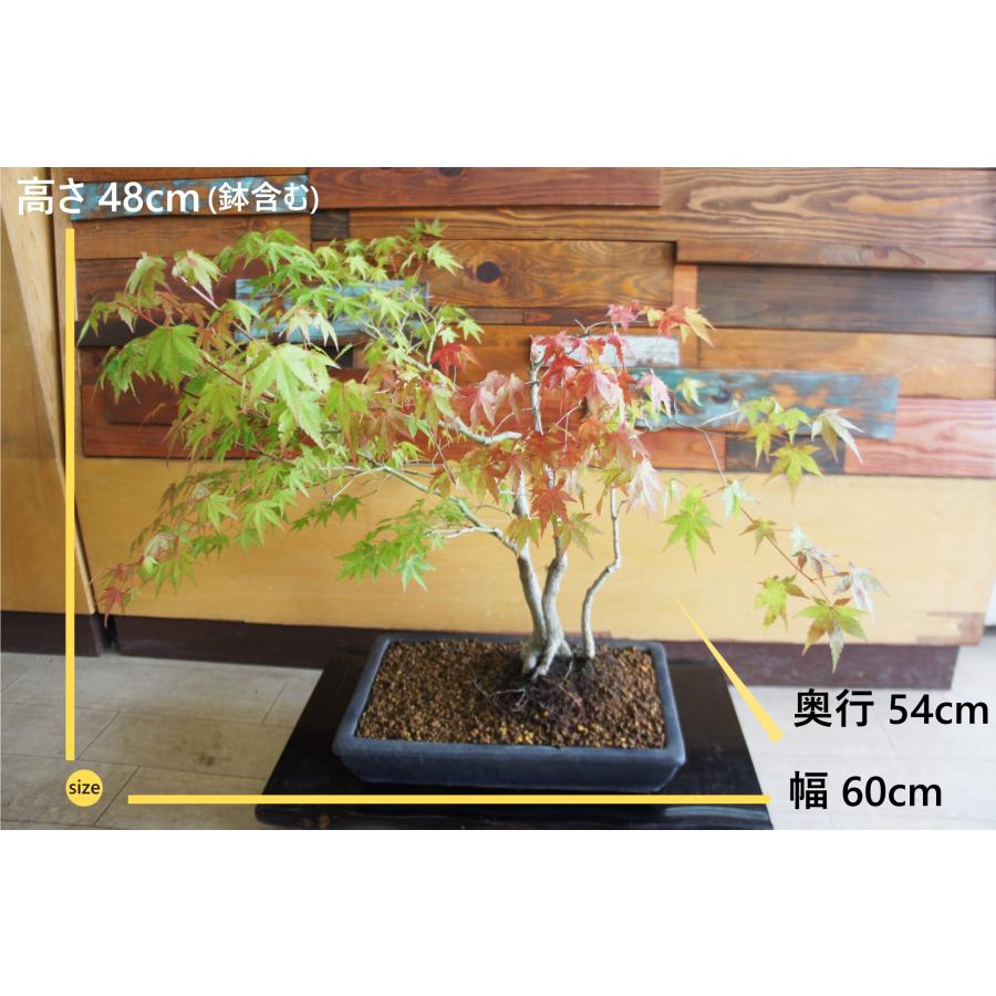盆栽 『モミジ』 紅葉 インテリア 観葉植物 ガーデニング 送料無料 277 盆栽 『モミジ』 紅葉 和風 インテリア 園芸 ガーデニング オブジェ