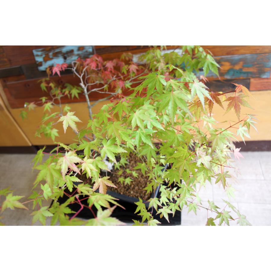 盆栽 『モミジ』 紅葉 和風 インテリア 園芸 ガーデニング オブジェ