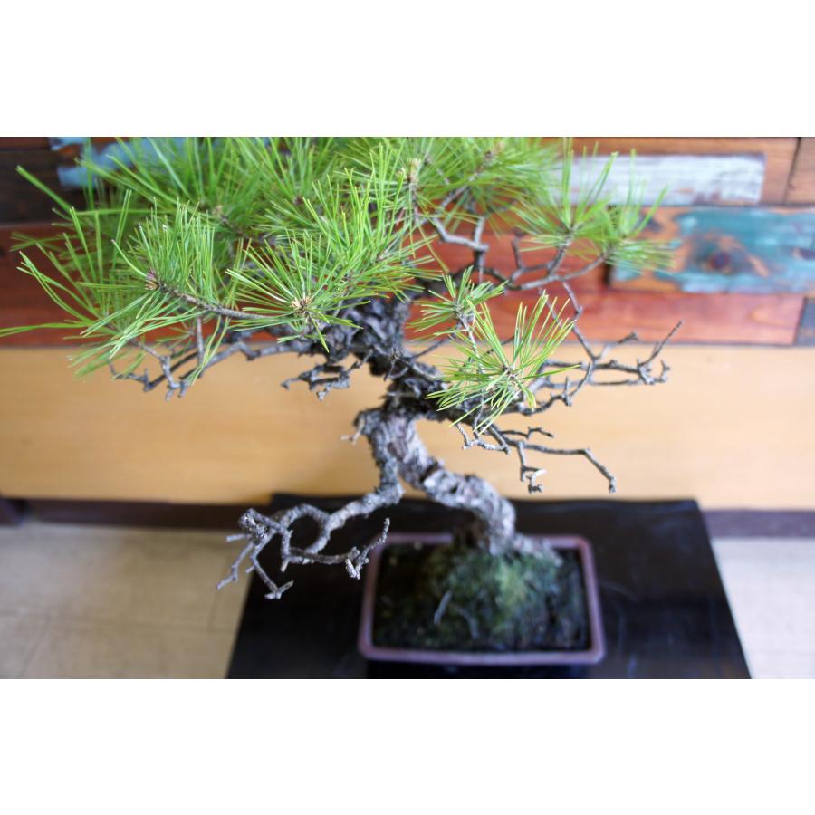 盆栽 『赤松』 和風 インテリア 観葉植物 園芸 オブジェ 送料無料 b302 盆栽 『赤松』 和風 インテリア 松 園芸 ガーデニング オブジェ 観葉