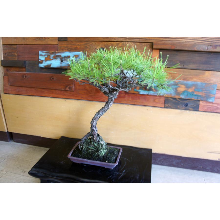 盆栽 『赤松』 和風 インテリア 観葉植物 園芸 オブジェ 送料無料 b302 盆栽 『赤松』 和風 インテリア 松 園芸 ガーデニング オブジェ 観葉