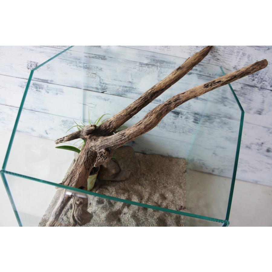 爬虫類・両生類用品 【1179D】大型流木 爬虫類シェルター 登り木