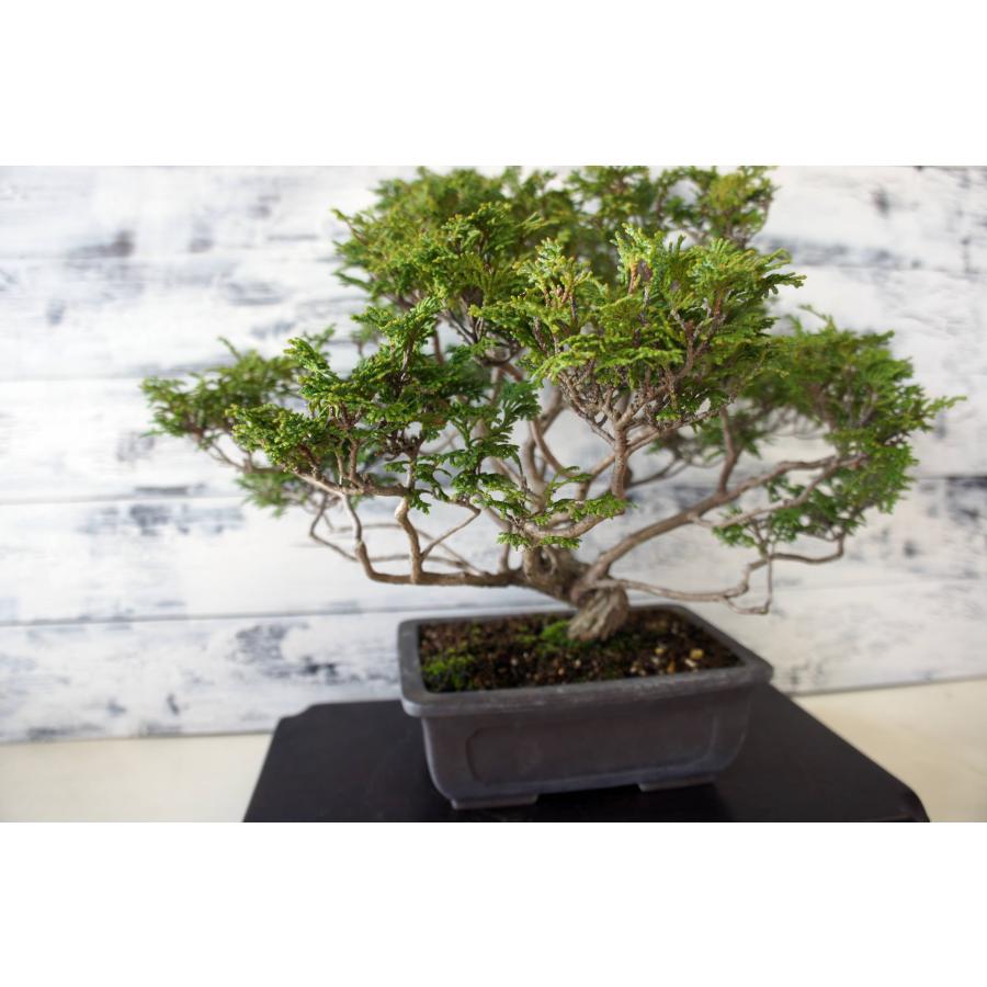 盆栽 『ヒノキ』 和風 インテリア 観葉植物 園芸 オブジェ 送料無料 228 盆栽 『ヒノキ』 和風 インテリア 園芸 ガーデニング オブジェ 観葉