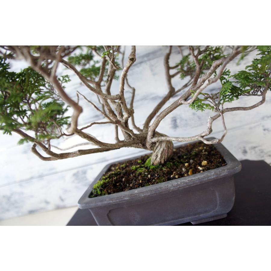 盆栽 『ヒノキ』 和風 インテリア 観葉植物 園芸 オブジェ 送料無料 228 盆栽 『ヒノキ』 和風 インテリア 園芸 ガーデニング オブジェ 観葉