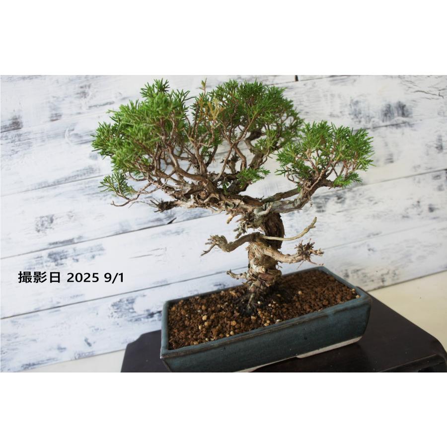 盆栽 『真柏』 和風 インテリア 松 園芸 ガーデニング オブジェ 観葉