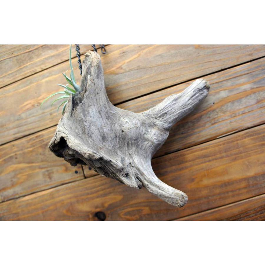 壁掛け インテリア 流木 おしゃれ ナチュラル 雑貨 オブジェ 置物 観葉
