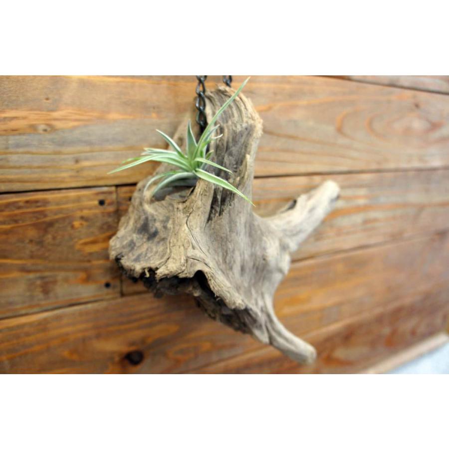 壁掛け インテリア 流木 おしゃれ ナチュラル 雑貨 オブジェ 置物 観葉