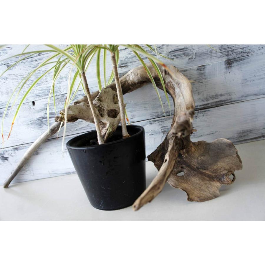 インテリア 流木 オブジェ ガーデニング おしゃれ 雑貨 置物 観葉植物