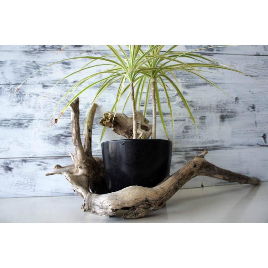 インテリア 流木 オブジェ ガーデニング おしゃれ 雑貨 置物 観葉植物