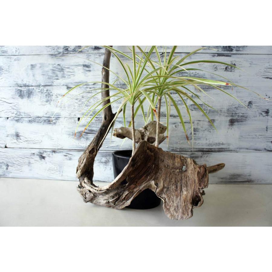 インテリア 流木 オブジェ ガーデニング おしゃれ 雑貨 置物 観葉植物