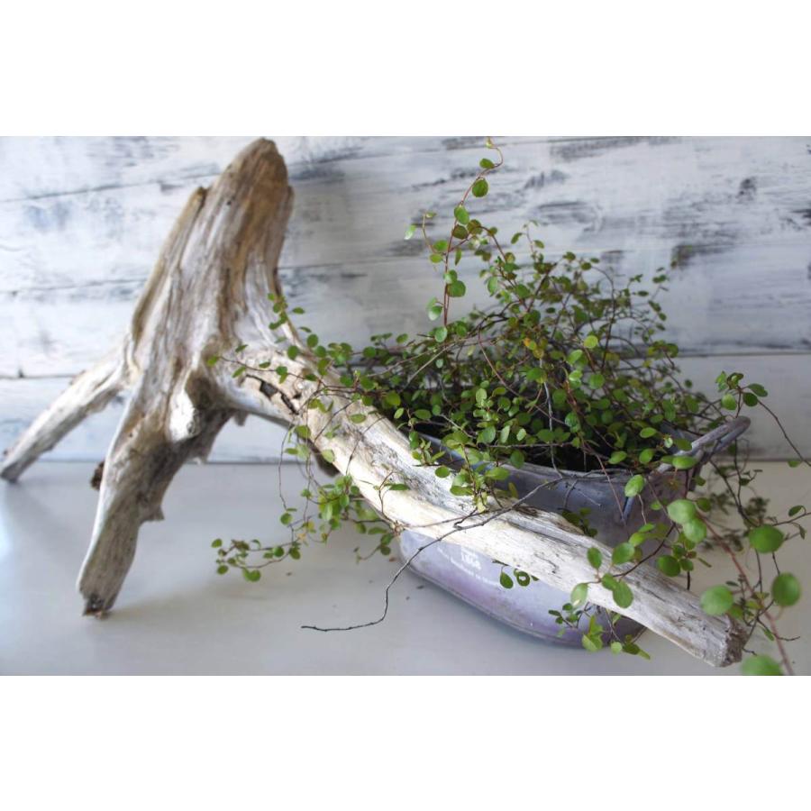 インテリア流木 おしゃれ 雑貨 オブジェ 置物 観葉植物 ディスプレイ ナチュラル レイアウト ガーデニング リビング ルーム Diy 334 Inte334 Wood Drops 通販 Yahoo ショッピング