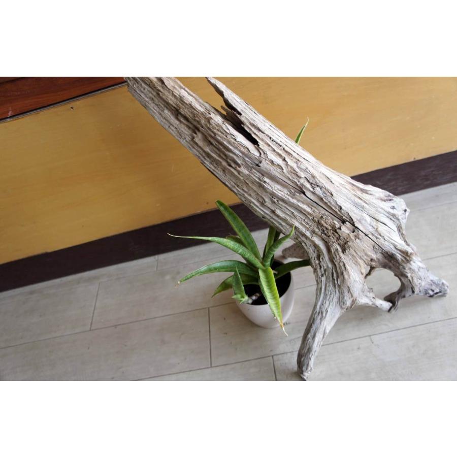 インテリア流木 おしゃれ 雑貨 オブジェ 置物 観葉植物 ディスプレイ
