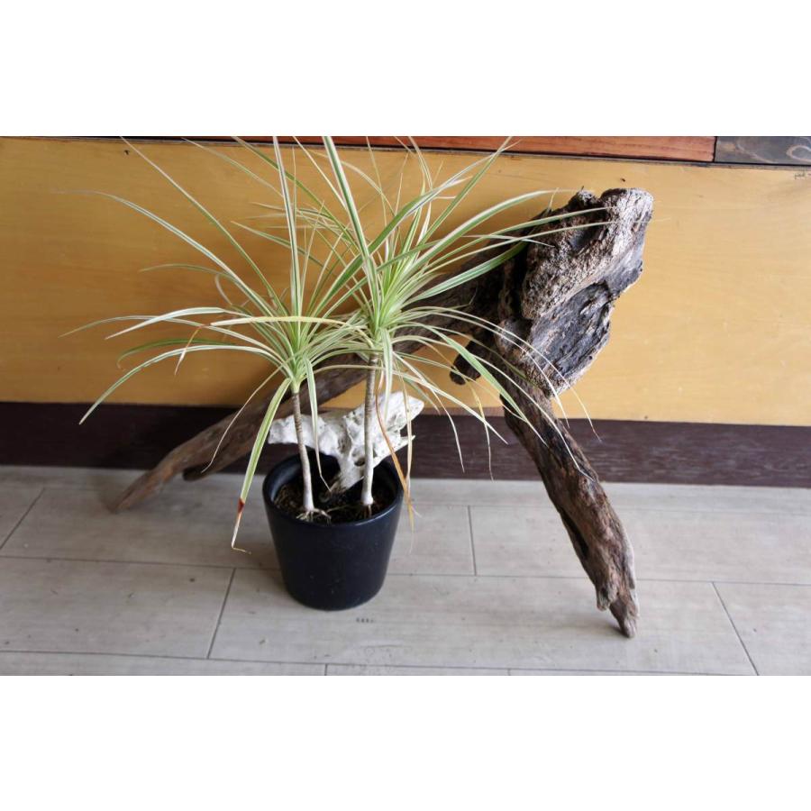 インテリア 流木 おしゃれ 雑貨 オブジェ 置物 観葉植物 ディスプレイ