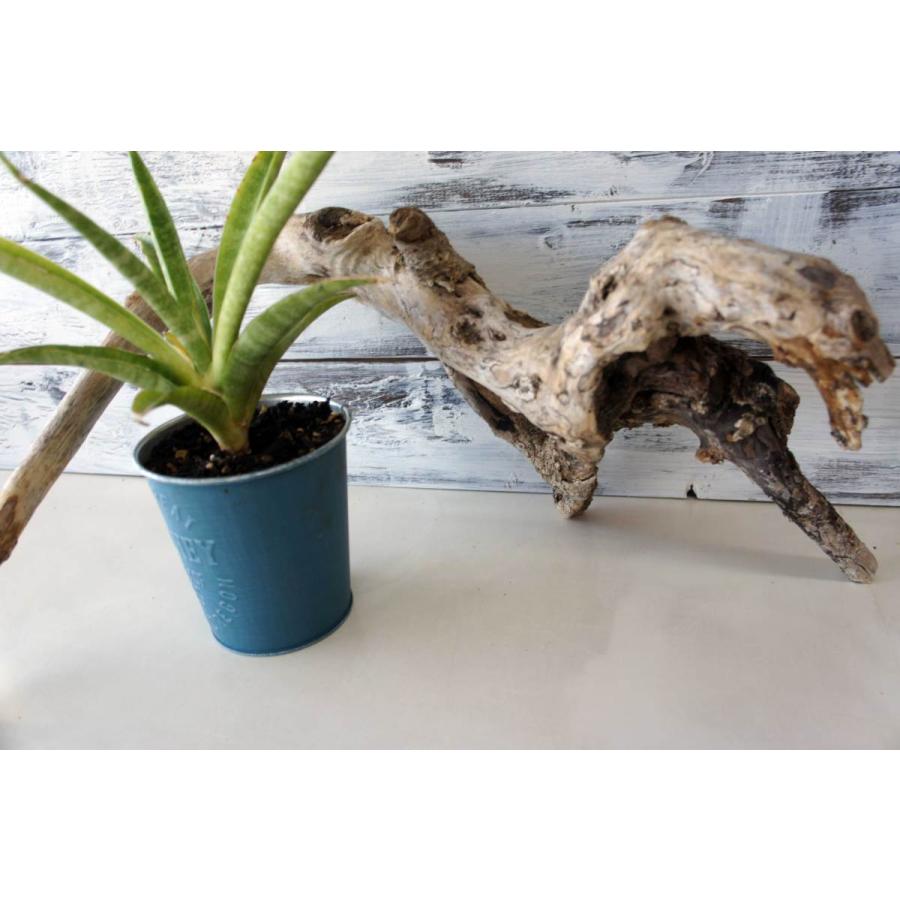 インテリア 流木 おしゃれ 雑貨 オブジェ 観葉植物 ディスプレイ