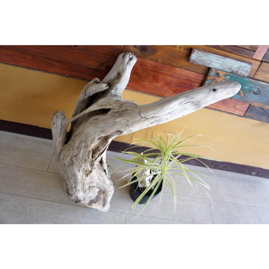 市場 流木 登り木 インテリア 止まり木 昆虫 レイアウト オブジェ