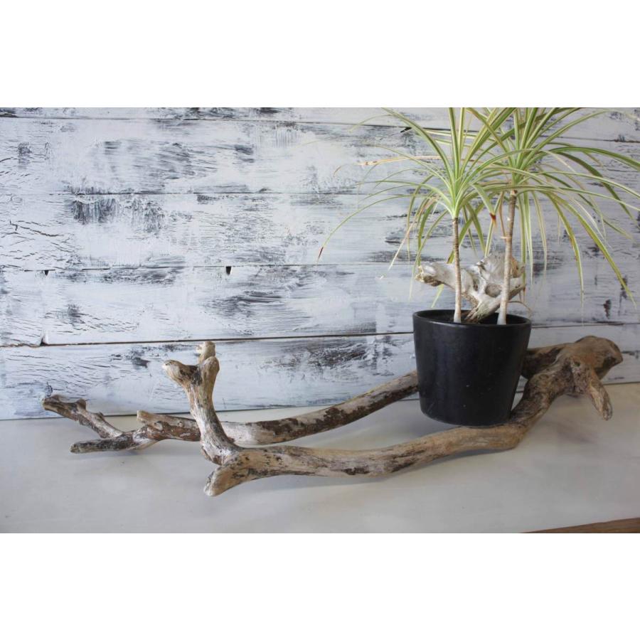 流木 インテリア 置物