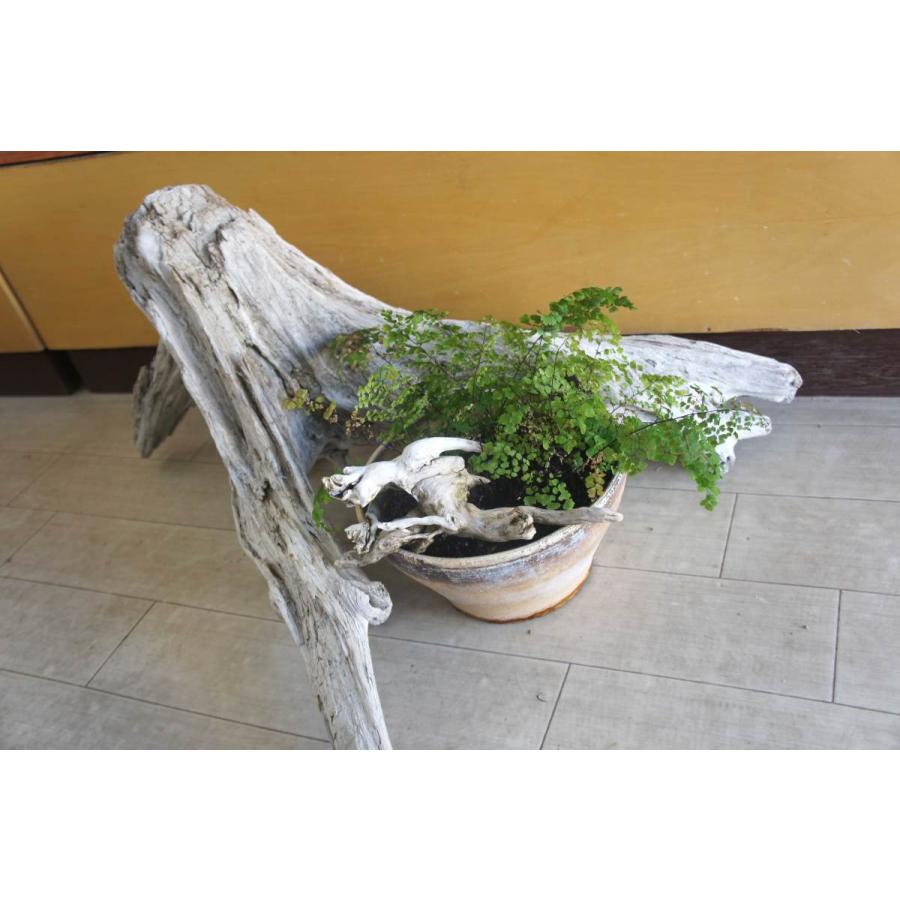 流木 インテリア約 170cm 木製台座付　driftwood interior 流木 インテリア約 170cm 木製台座付 driftwood interior