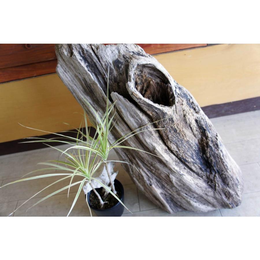 インテリア オブジェ 流木 おしゃれ ナチュラル 雑貨 観葉植物