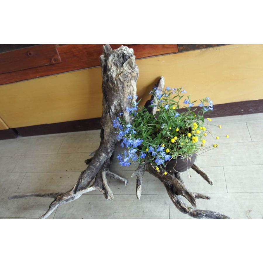 インテリア オブジェ 流木 おしゃれ ナチュラル 雑貨 観葉植物