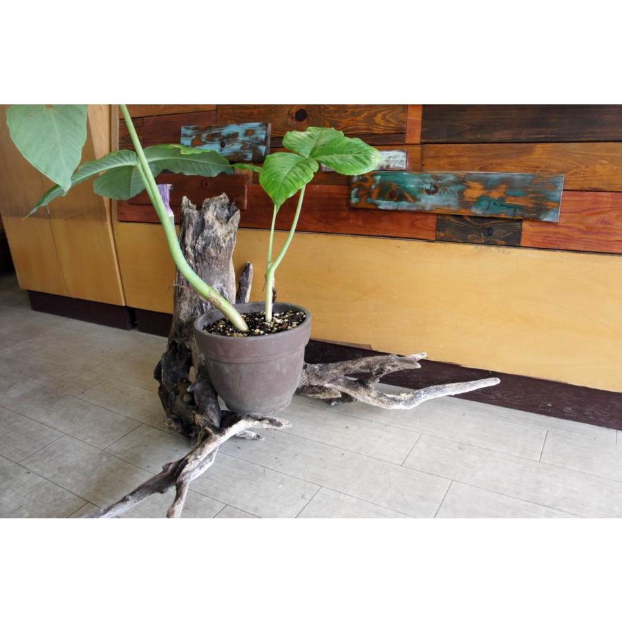 インテリア オブジェ 流木 おしゃれ ナチュラル 雑貨 観葉植物