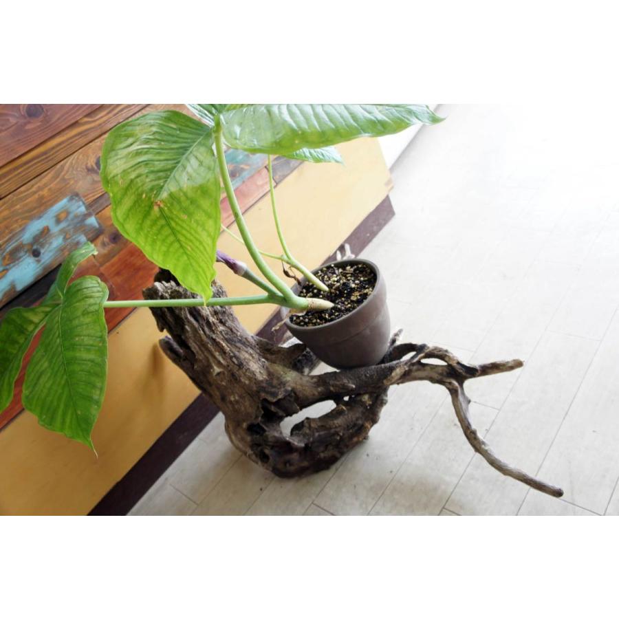 インテリア オブジェ 流木 おしゃれ ナチュラル 雑貨 観葉植物