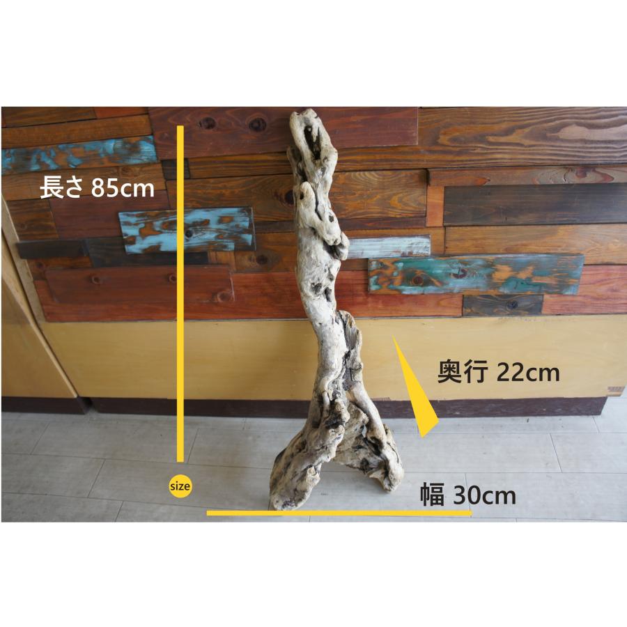 m24特大流木 アク抜き済み 爬虫類シェルター 登り木 レイアウト用 インテリア 流木No.368アク抜き済 煮沸紫外線殺菌済 爬虫類トカゲシェルター