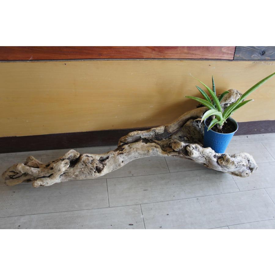 k36特大流木 アク抜き済み 爬虫類シェルター レイアウト用 登り木 インテリア 流木No.368アク抜き済 煮沸紫外線殺菌済 爬虫類トカゲシェルター