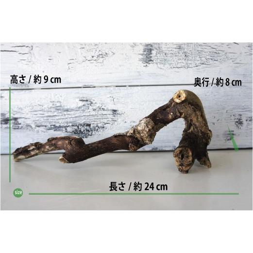 爬虫類ガラスゲージ　流木セット 爬虫類ガラスゲージ 流木セット 爬虫類用ガラス飼育ケージ