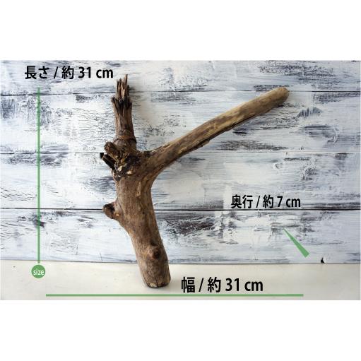 流木 爬虫類 登り木 あく抜き処理 煮沸消毒済 トカゲ ヤモリ ケージ