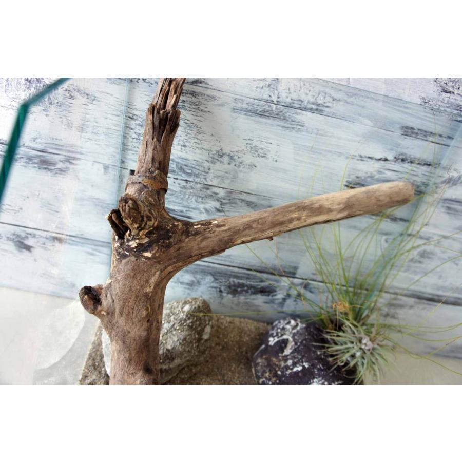 流木 爬虫類 登り木 あく抜き処理 煮沸消毒済 トカゲ ヤモリ ケージ