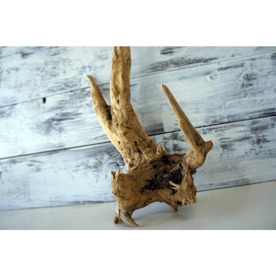 流木 爬虫類 登り木 あく抜き処理 煮沸消毒済 トカゲ ヤモリ