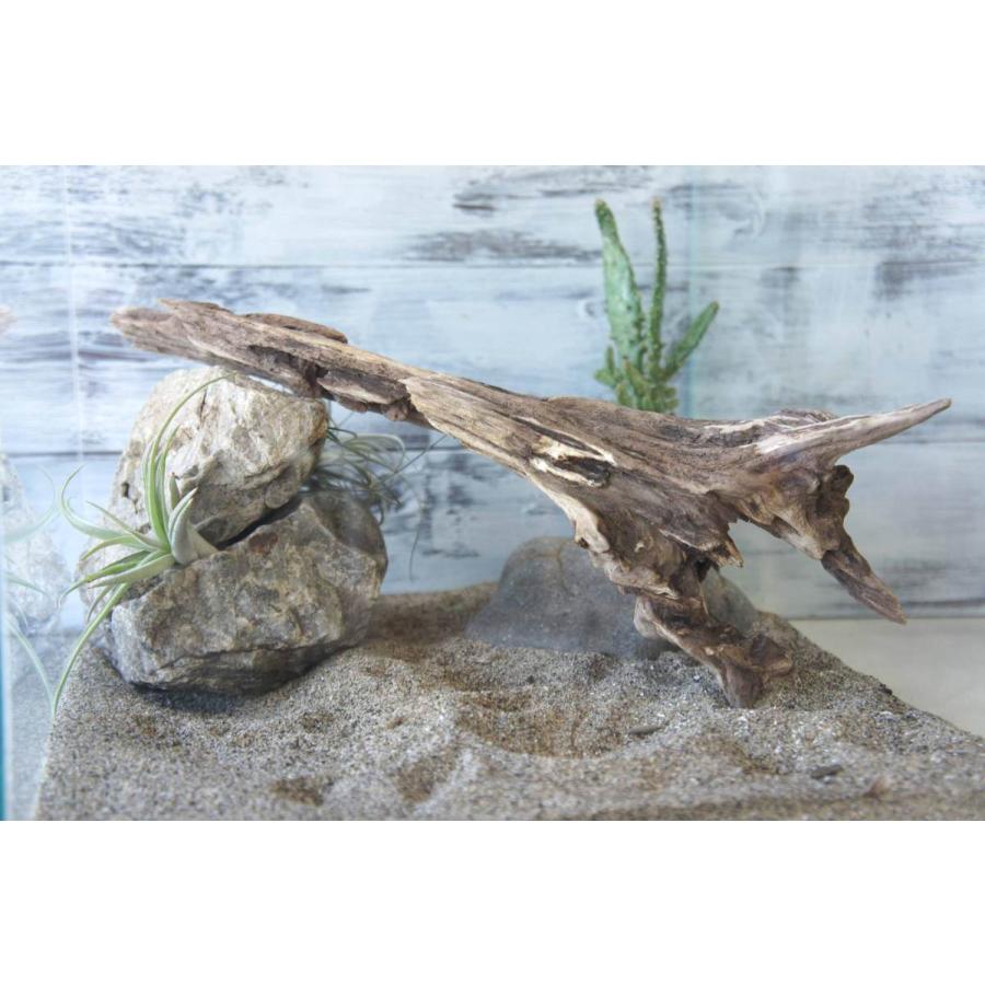 市場 流木 登り木 インテリア 止まり木 昆虫 レイアウト オブジェ