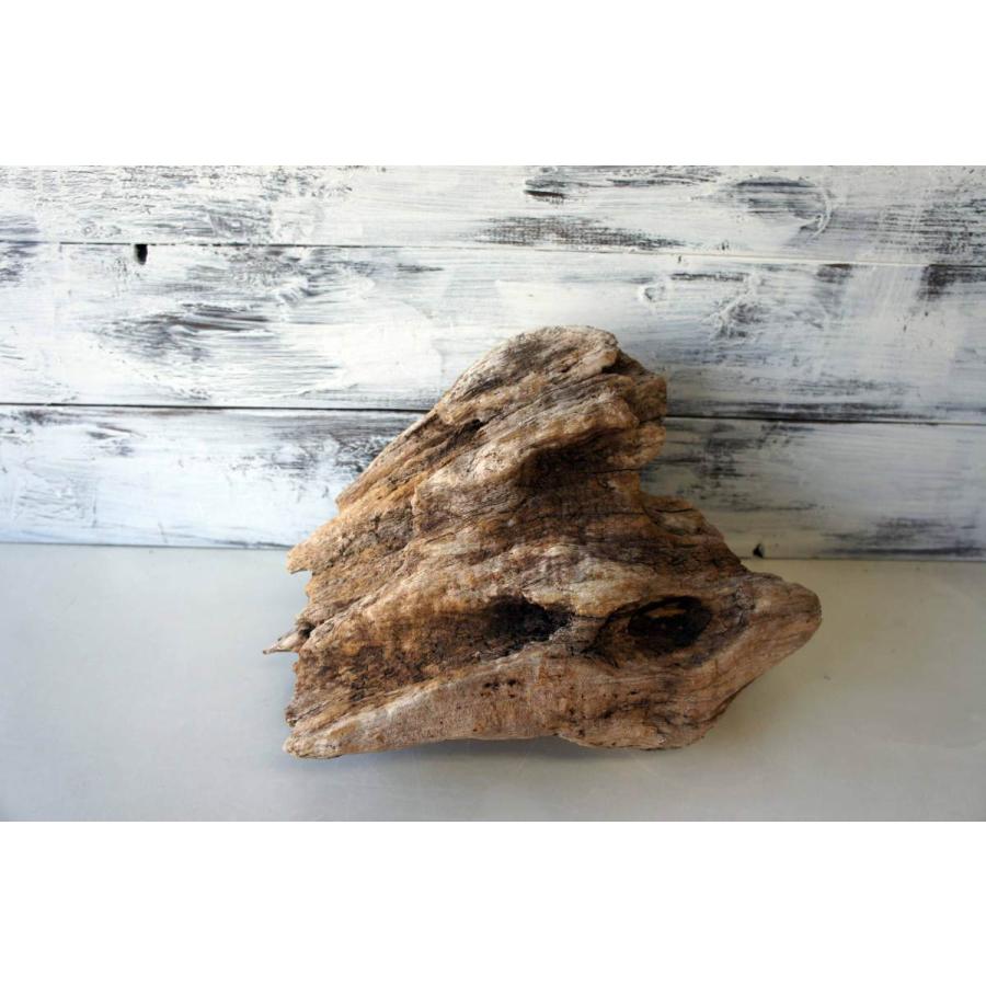 流木 爬虫類 登り木 あく抜き処理 煮沸消毒済 トカゲ ヤモリ ケージ