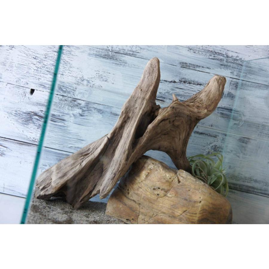流木 爬虫類 登り木 飼育 ケージ あく抜き処理済 テラリウム 277 水槽 Tera277 Wood Drops 通販 Yahoo ショッピング