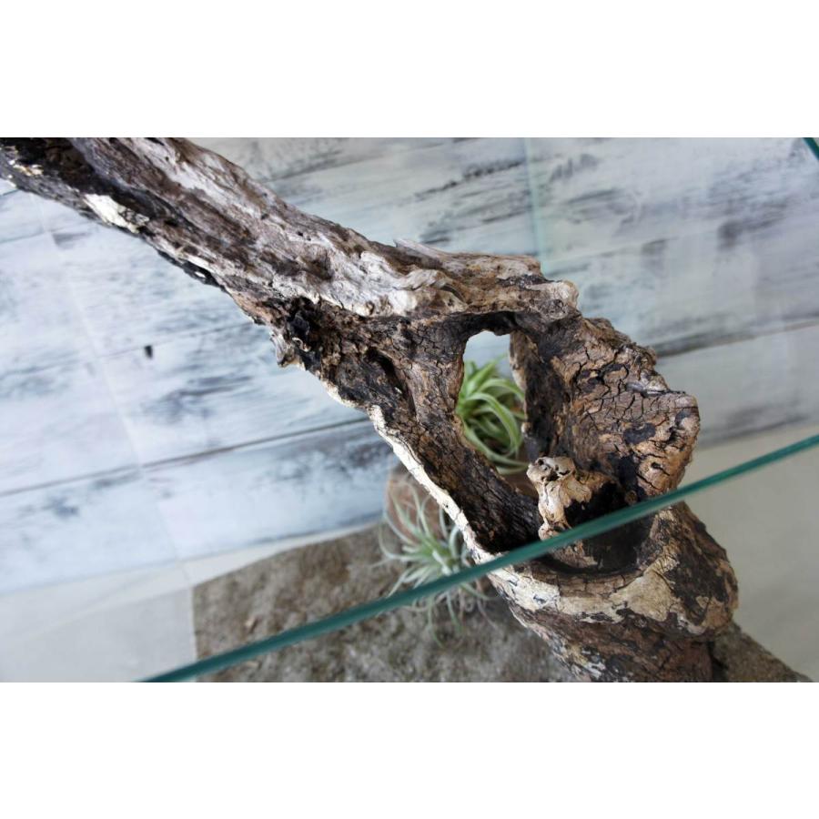 流木 爬虫類 登り木 あく抜き処理 煮沸消毒済 トカゲ ヤモリ ケージ