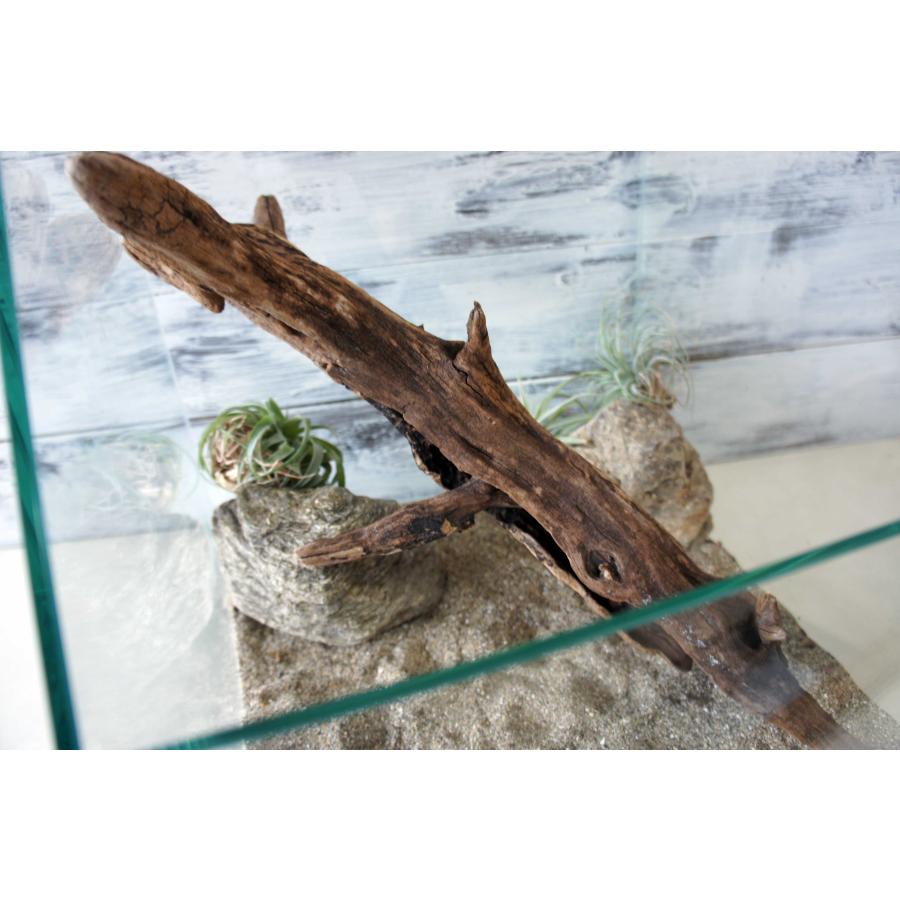 流木 爬虫類 登り木 あく抜き処理 煮沸消毒済 トカゲ ヤモリ