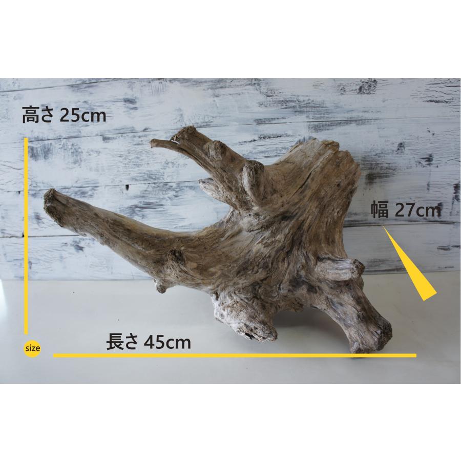 流木 爬虫類 登り木 あく抜き処理 煮沸消毒済 小動物 モモンガ リス