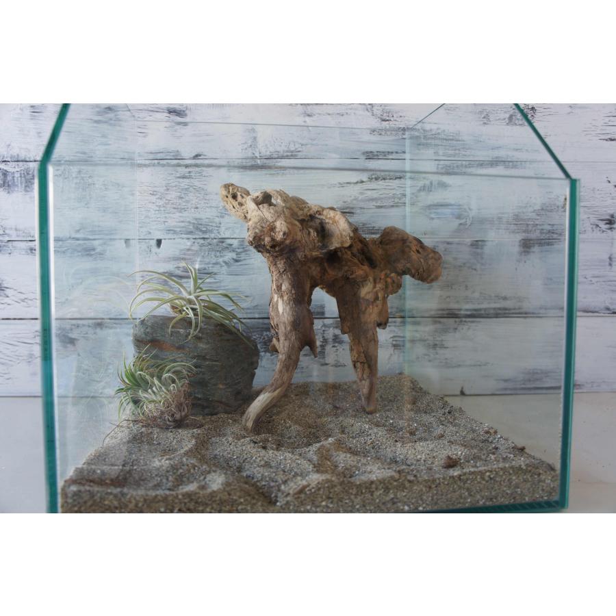 流木 テラリウム 爬虫類 登り木 あく抜き処理 煮沸消毒済 トカゲ