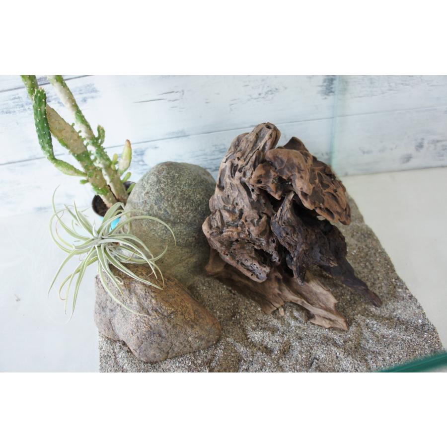 流木 4本セット テラリウム 爬虫類 登り木 あく抜き処理 煮沸消毒済