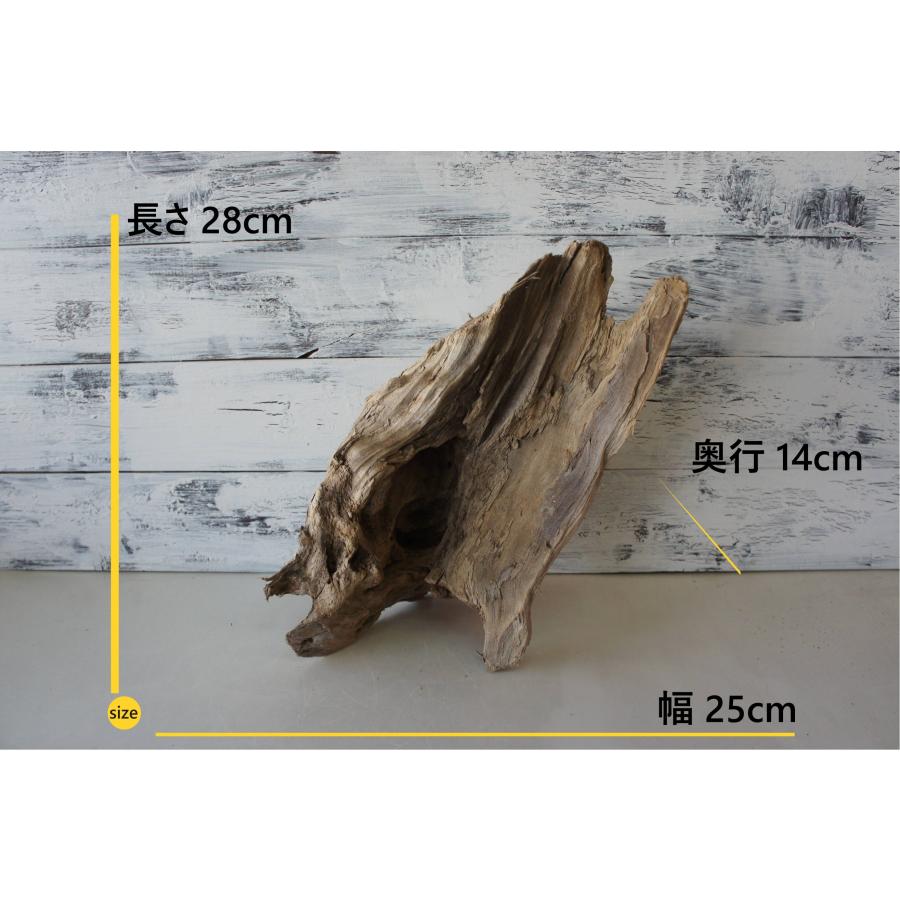 流木 あく抜き処理 煮沸消毒済 テラリウム 爬虫類 登り木 トカゲ