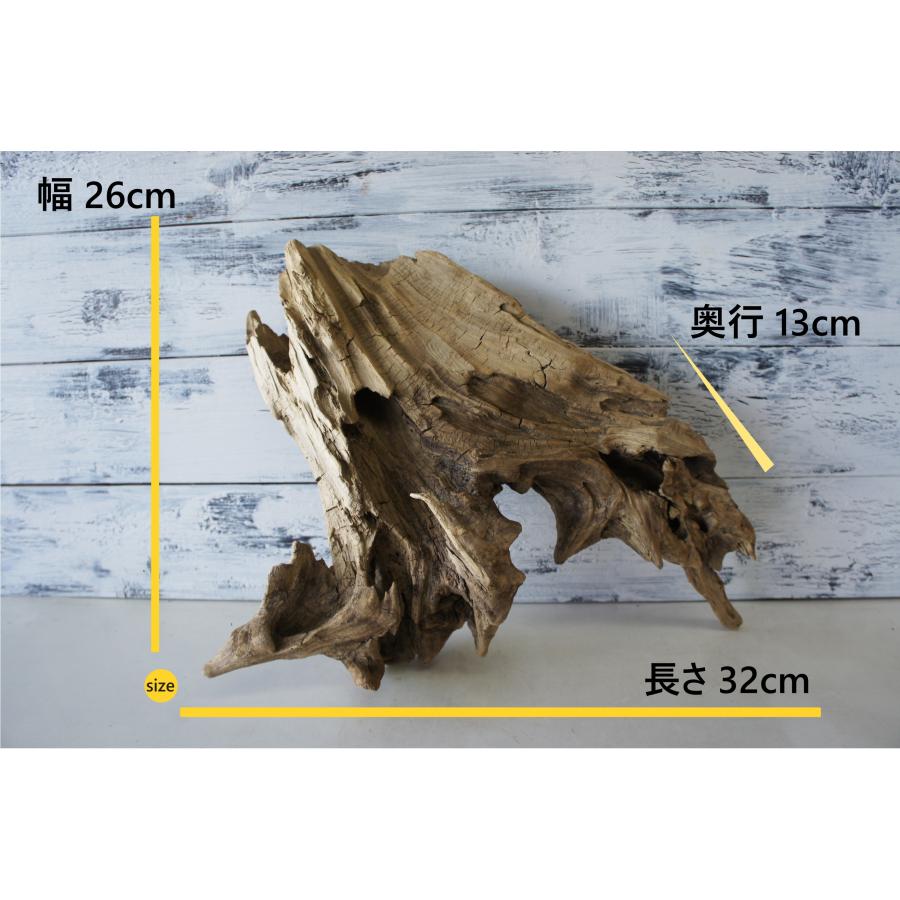 流木 あく抜き処理 煮沸消毒済 テラリウム 爬虫類 登り木 トカゲ