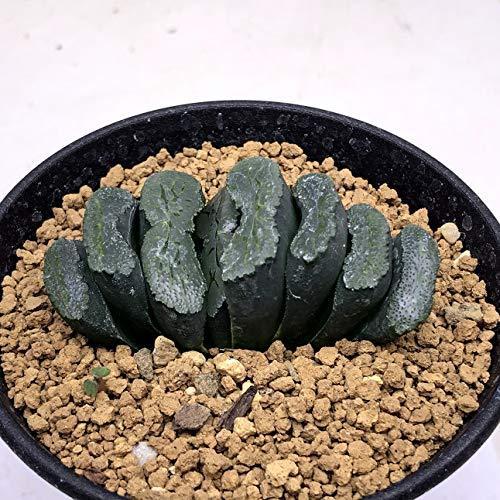全ての 多肉植物 ハオルチア 玉扇114 透明緑線 数量限定 特売 Web Escgroup Com