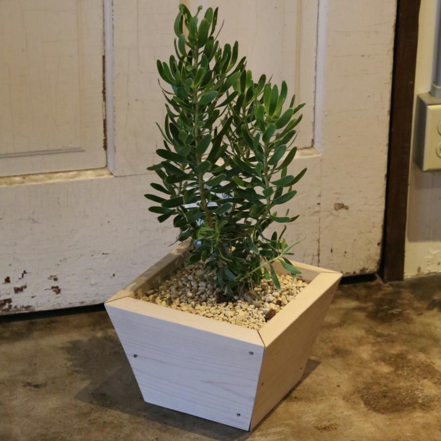 寄せ植えプランター（深底）Sサイズ 幅260mm×奥行260mm×高さ