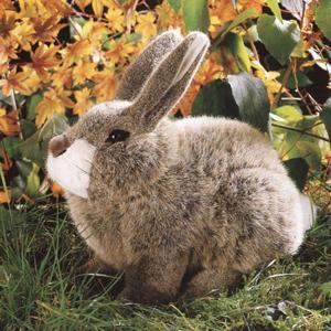 ケーセン社(Kosen)のぬいぐるみ うさぎベージュ座り : 木のおもちゃ