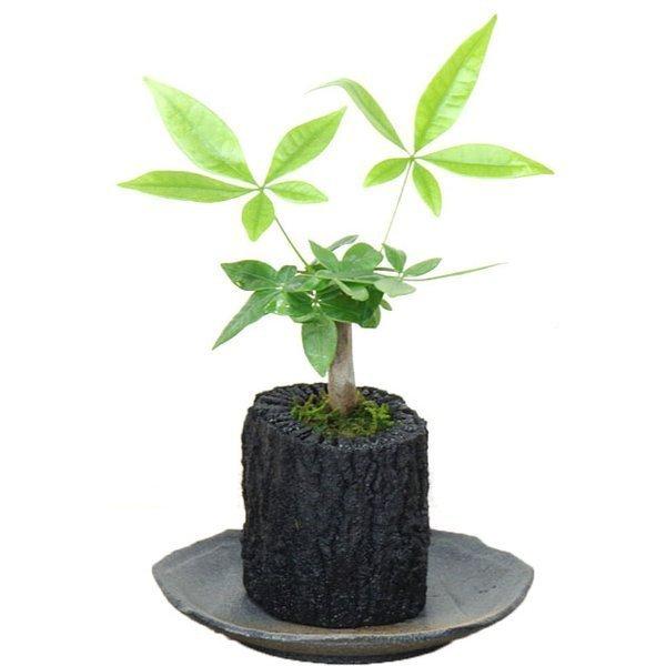 炭インテリア グリーン 炭花壇 観葉植物 小 パキラ Sumi 8501 A ドア 障子 襖 ウッディーストアa K 通販 Yahoo ショッピング